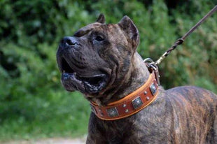 Eros Leather Collar - xlchoice.com