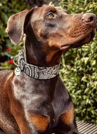 Rock Python Collar - xlchoice.com