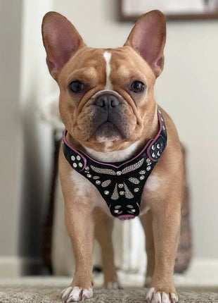 Ariel Harness - xlchoice.com