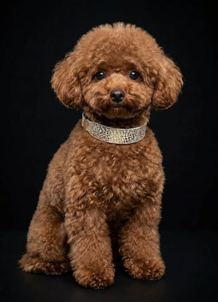 Balthazar Collar - xlchoice.com