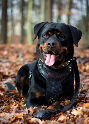 Batdog Harness - xlchoice.com