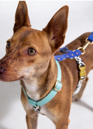 Hundegeschirr Blueberry - XLchoice