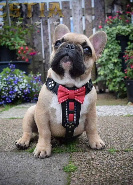Bow Tie Harness - xlchoice.com