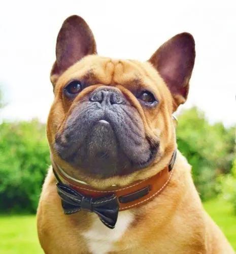 Bowtie Collar - xlchoice.com