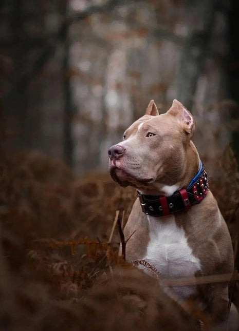 Captain A Collar - xlchoice.com