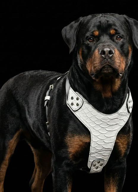 Dragon Scale Harness - xlchoice.com