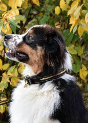 Premium hundehalsbånd i naturligt garvet læder og klassisk clincher - XLchoice