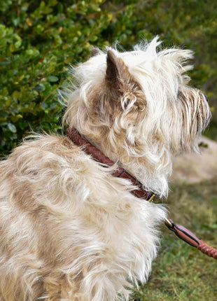Premium hundehalsbånd i afrundet naturligt garvet læder - XLchoice