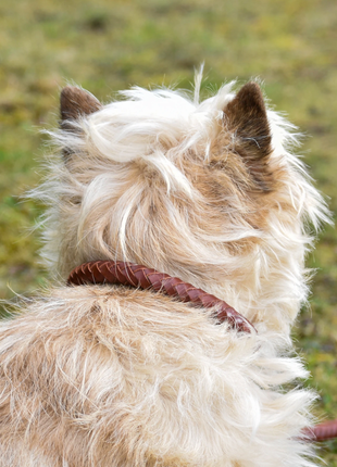 Premium hundehalsbånd i afrundet naturgarvet læder - XLchoice