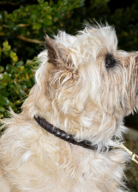 Premium hundehalsbånd i rundt, naturligt garvet læder - XLchoice