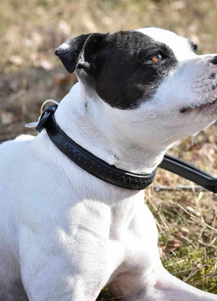alt
Eksklusivt hundehalsbånd i flettet, naturligt garvet læder - XLchoice
