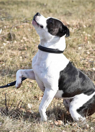 Premium hundehalsbånd i flettet naturligt garvet læder - XLchoice