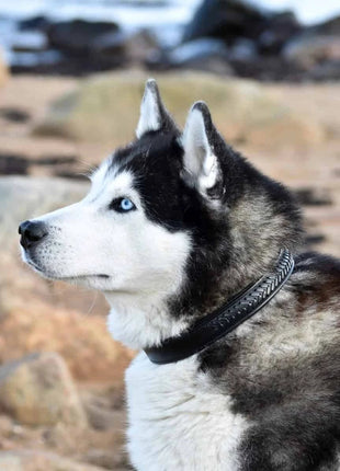 alt
Premium hundehalsbånd i flettet naturligt garvet læder - XLchoice