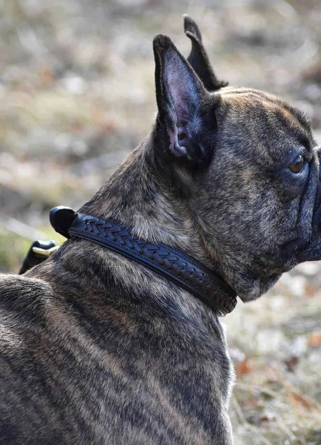 alt
Premium hundehalsbånd i flettet naturligt garvet læder - XLchoice