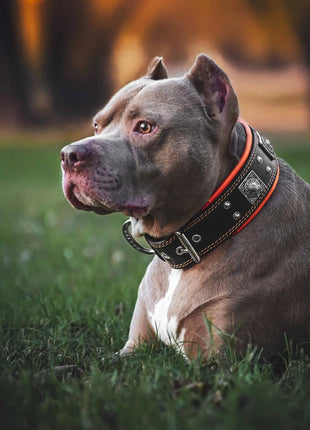 Eros Leather Collar - xlchoice.com