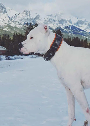 Eros Leather Collar - xlchoice.com