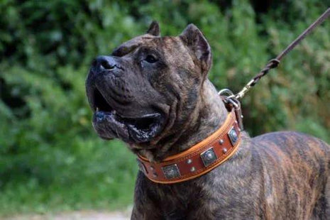Eros Leather Collar - xlchoice.com