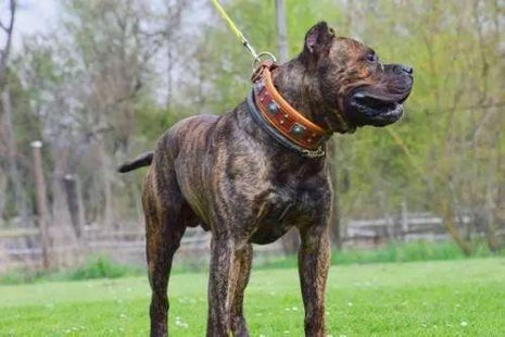 Eros Leather Collar - xlchoice.com