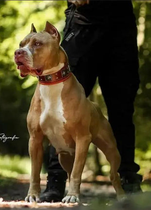 Eros Leather Collar - xlchoice.com