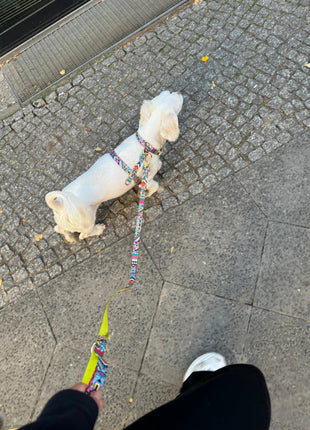 Hundegeschirr Ethnic-Vibrance-1