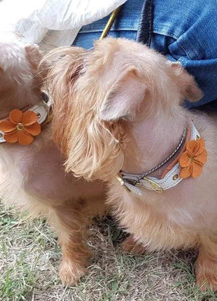 Flower Collar - xlchoice.com