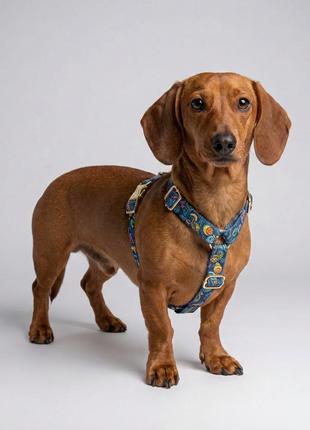Hundegeschirr Galaxy-0