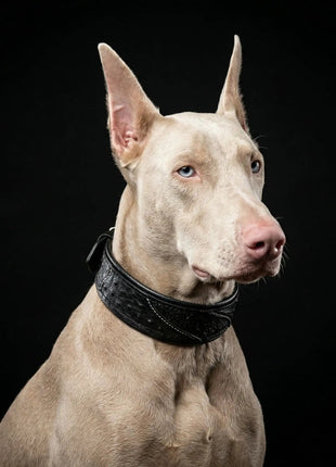 Korona Collar - xlchoice.com