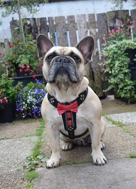 Leather Bow Harness - xlchoice.com