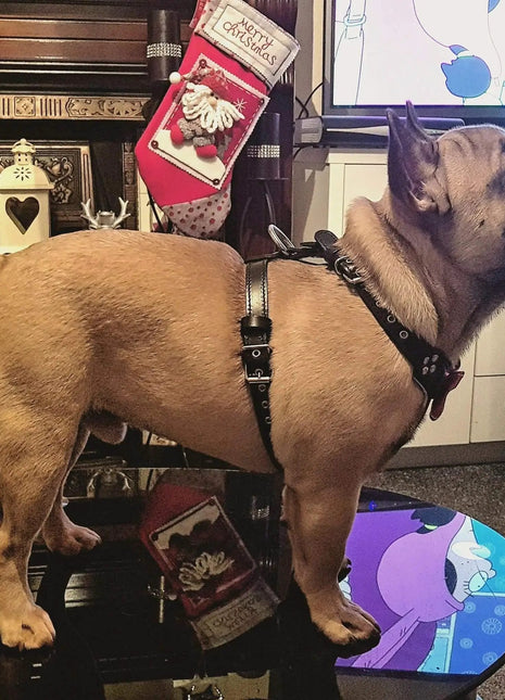 Leather Bow Harness - xlchoice.com