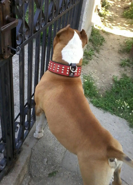 Leather Collar Set - xlchoice.com