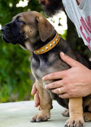 Leather Star Collar - xlchoice.com