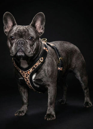 Leopard Harness - xlchoice.com