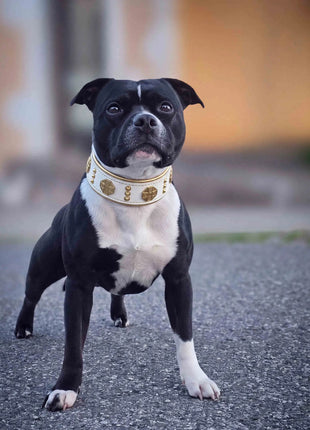 Maximus Gold Collar - xlchoice.com