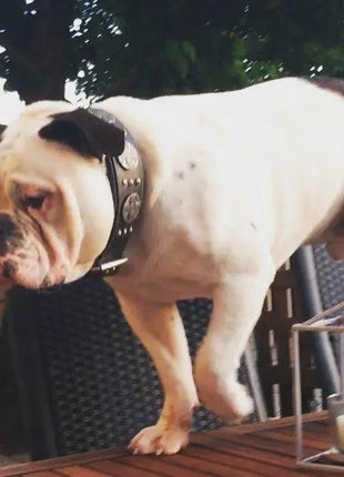 Maximus Leash - xlchoice.com