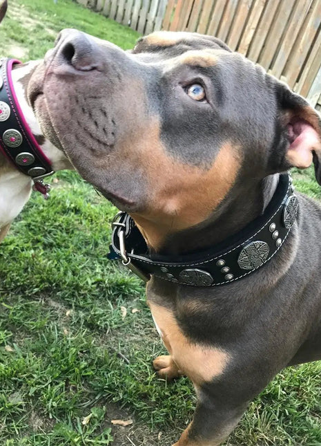Maximus Leash - xlchoice.com