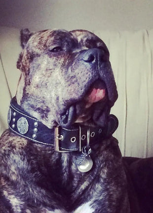 Maximus Leash - xlchoice.com