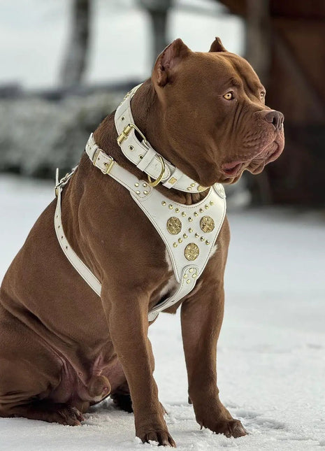 Maximus Leather - xlchoice.com