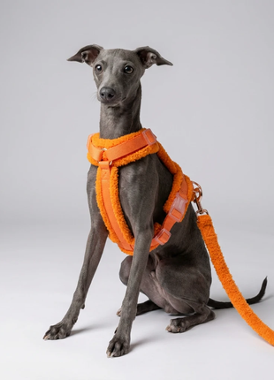 Hundegeschirr-Set Teddy Orange - XLchoice