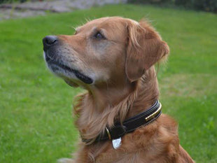 Premium dog collar in natural tanned leather and classic clincher - XLchoice