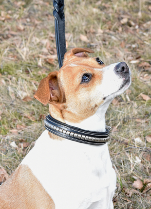 Premium dog collar in natural tanned leather and classic clincher - XLchoice