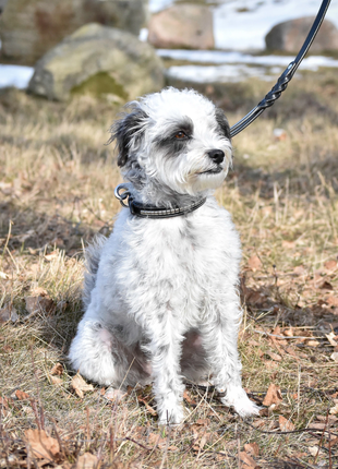 Premium dog collar in natural tanned leather and classic clincher - XLchoice