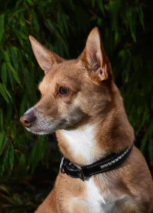 Premium dog collar in natural tanned leather and classic clincher - XLchoice