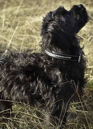 Premium dog collar in natural tanned leather and classic clincher - XLchoice