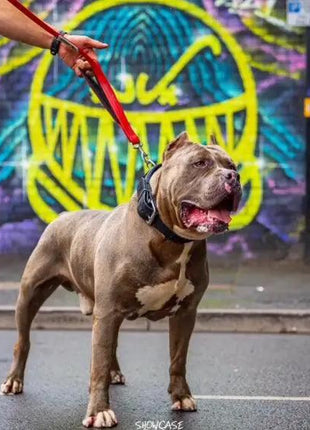 Red Dog Leash - xlchoice.com