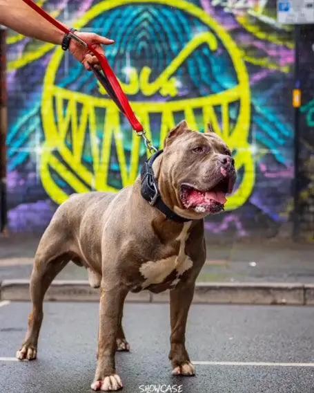 Red Dog Leash - xlchoice.com