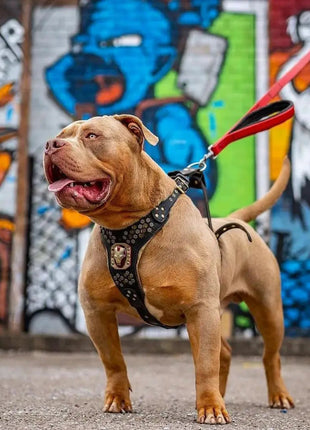 Red Dog Leash - xlchoice.com