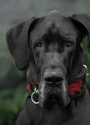 Red Dragon Collar - xlchoice.com