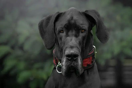 Red Dragon Collar - xlchoice.com