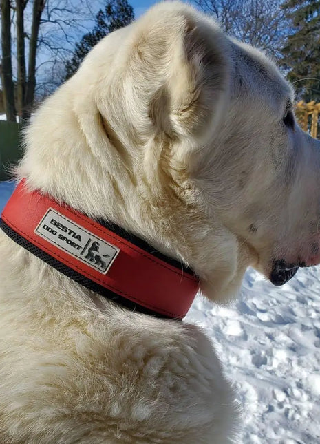 Red Leather Collar - xlchoice.com