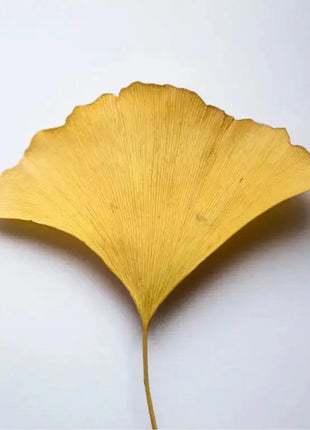 Ginkgo Booster - Mindful Radiance - Antioxidant Ginkgo Gel Booster - xlchoice.com